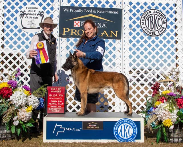 Belgian Malinois Puppies media 17