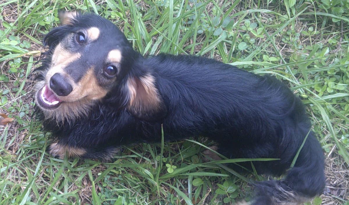 Dachshund Puppies Long Hair miniatures breeder image 2