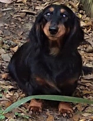 Dachshund Puppies Long Hair miniatures breeder image 1