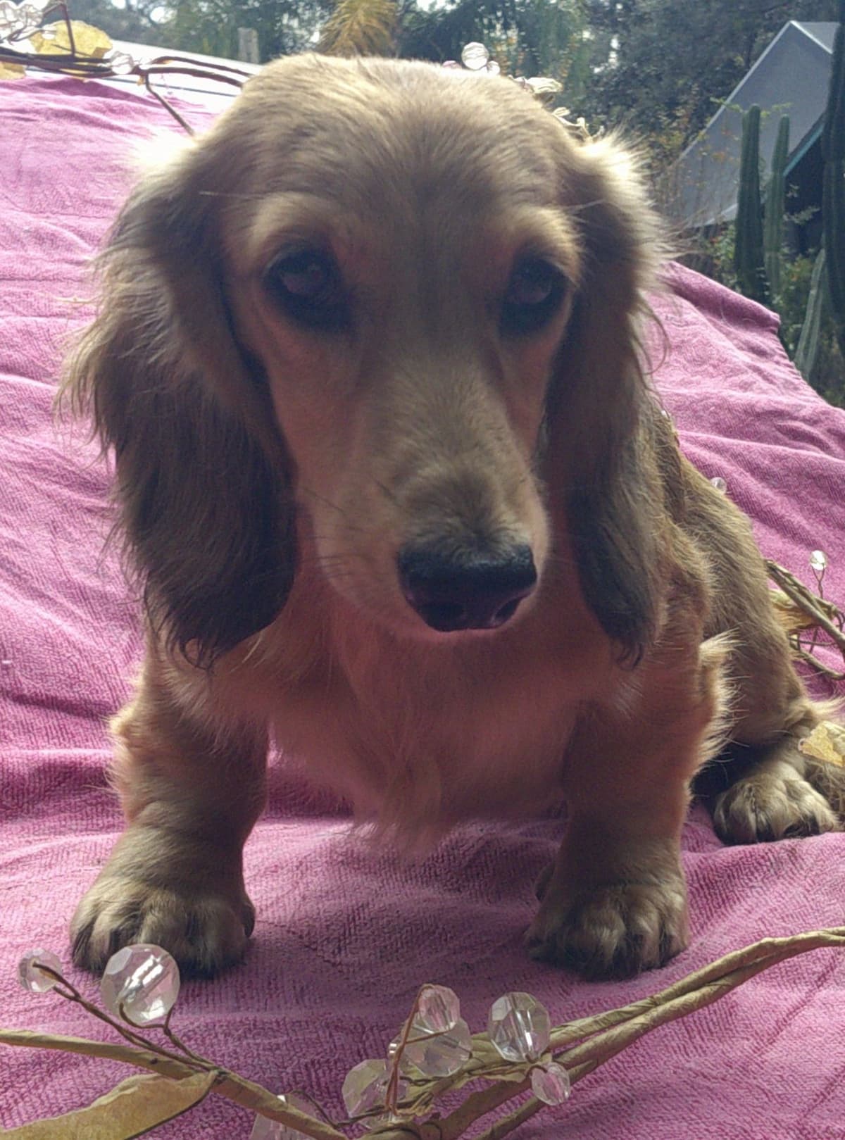 Dachshund Puppies Long Hair miniatures breeder image 3