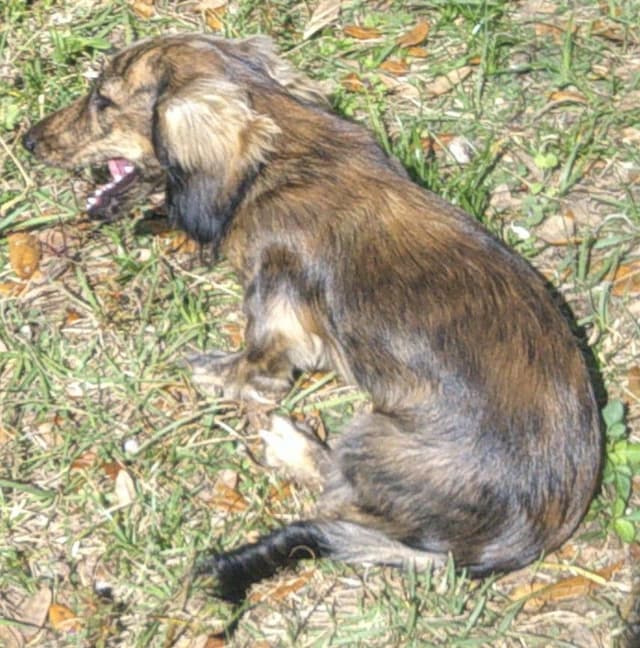 Dachshund Puppies Long Hair media 2