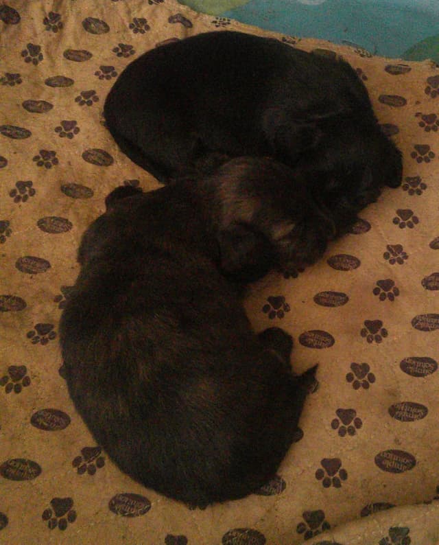Dachshund Puppies Long Hair media 3