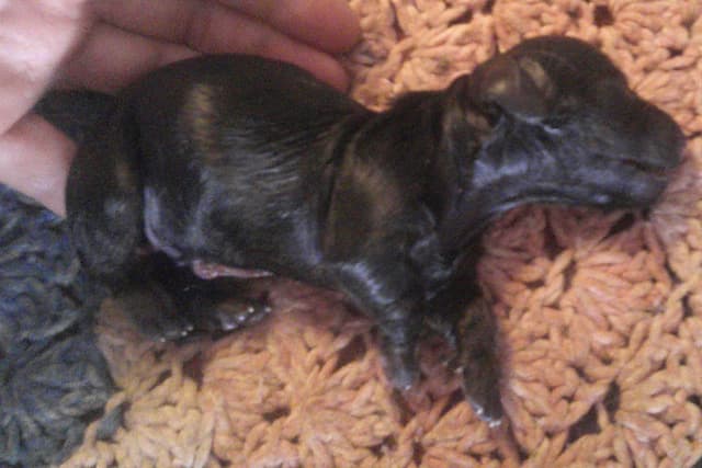 Dachshund Puppies Long Hair media 4