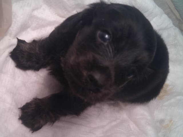 Dachshund Puppies Long Hair media 5