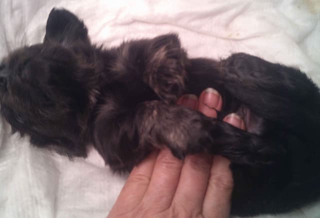 Dachshund Puppies Long Hair media 6