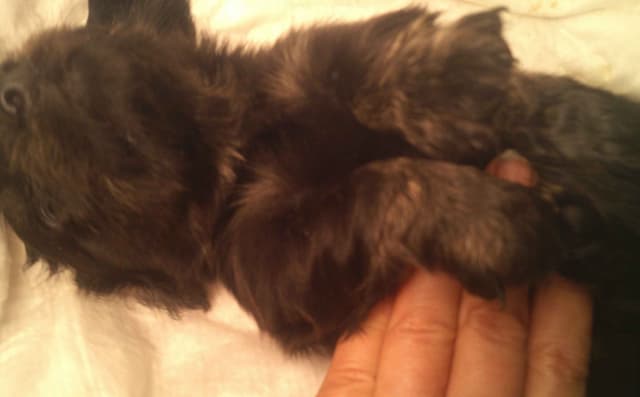 Dachshund Puppies Long Hair media 7