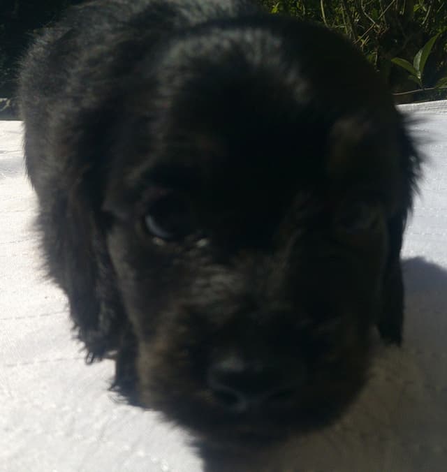 Dachshund Puppies Long Hair media 9