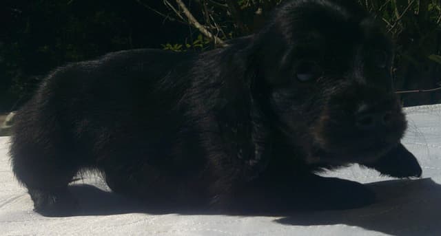 Dachshund Puppies Long Hair media 10