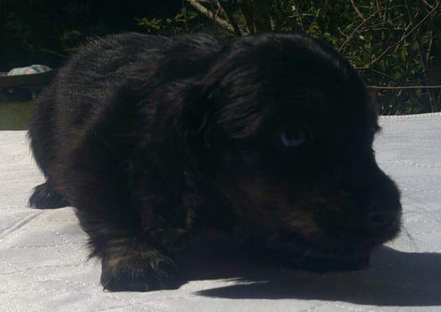 Dachshund Puppies Long Hair media 11