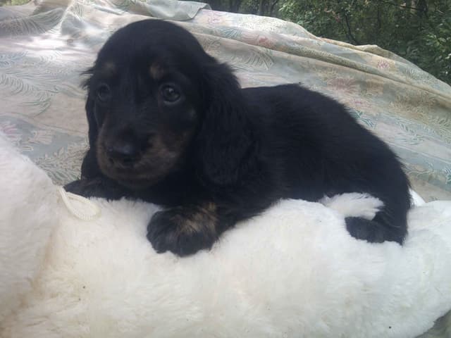 Dachshund Puppies Long Hair media 13