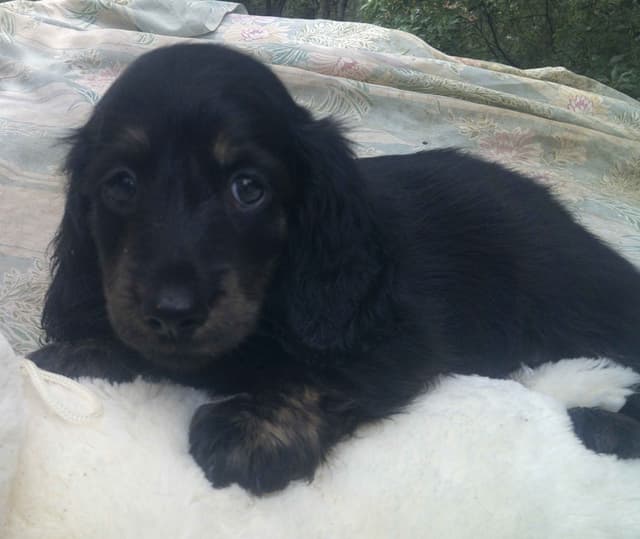 Dachshund Puppies Long Hair media 14
