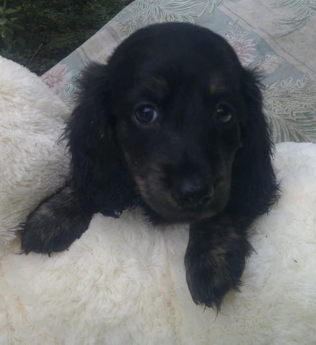 Dachshund Puppies Long Hair media 15