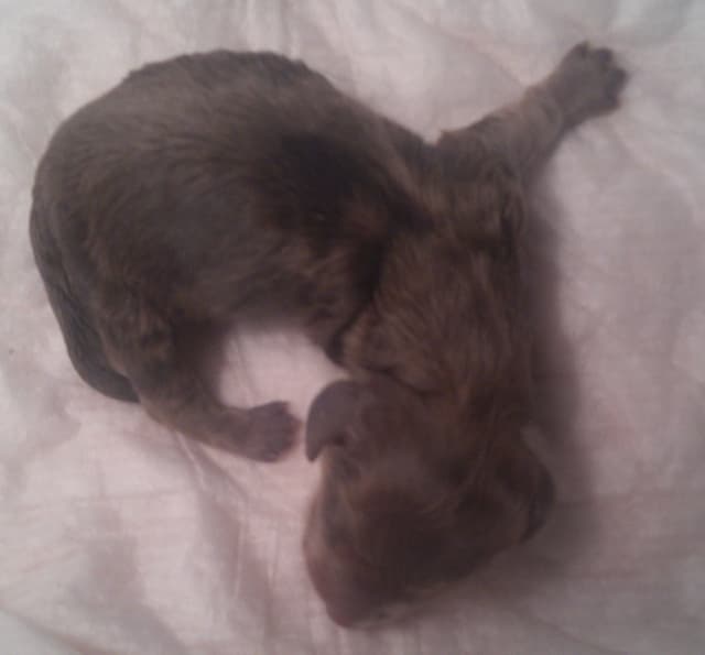Dachshund Puppies LONG HAIR small standards media 16