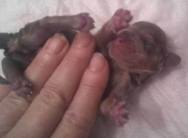 Dachshund Puppies LONG HAIR small standards media 19