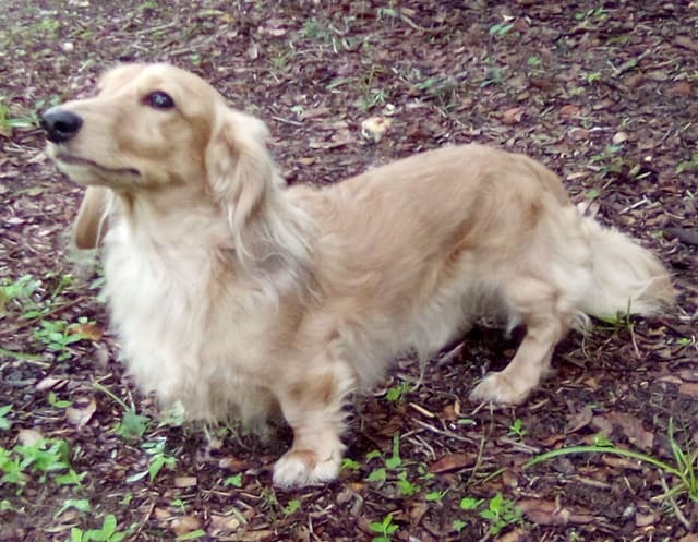 Dachshund Puppies LONG HAIR small standards media 20