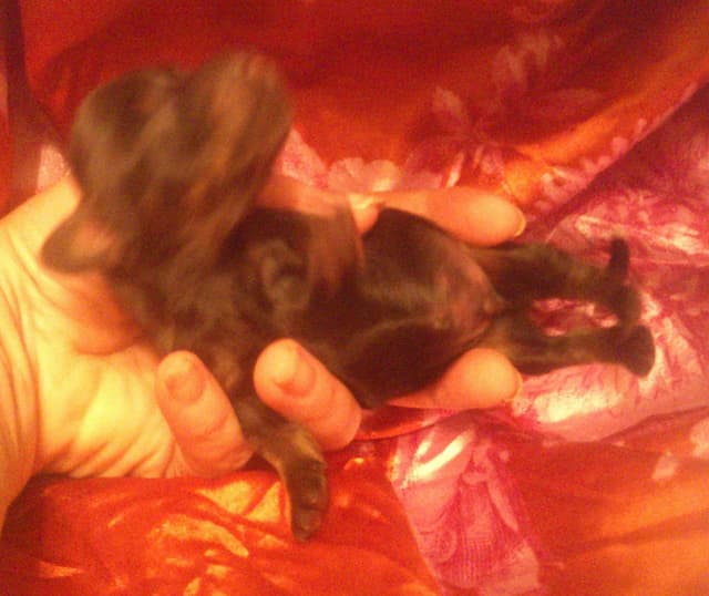 Dachshund Puppies Long Hair miniatures media 17