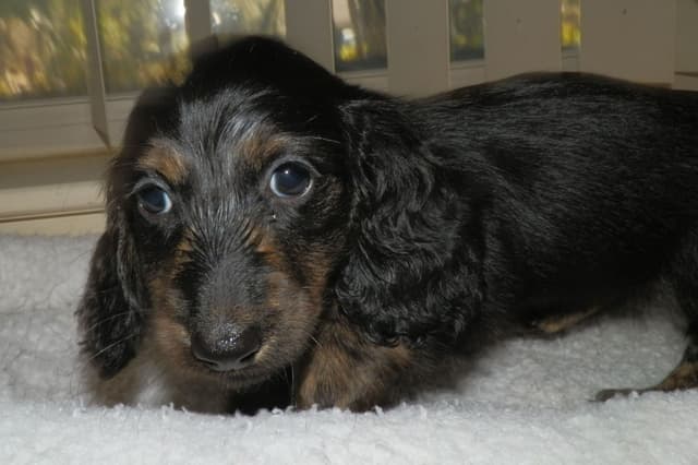 Dachshund Puppies Long Hair miniatures media 20
