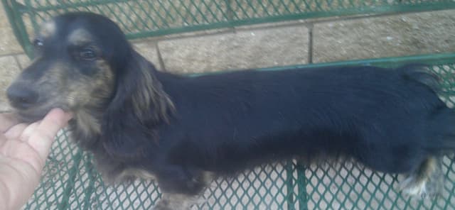Dachshund Puppies Long Hair miniatures media 21