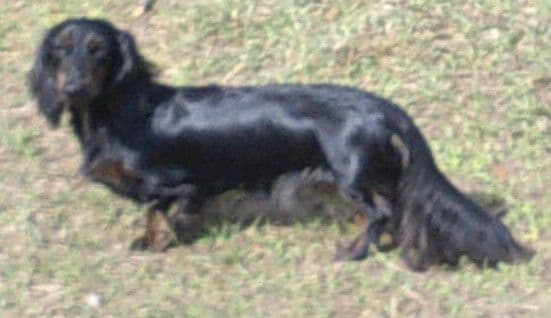 Dachshund Puppies Long Hair miniatures media 22