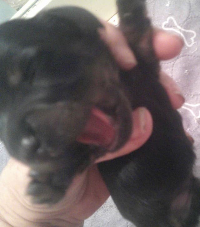 Dachshund Puppies Long Hair miniatures media 15