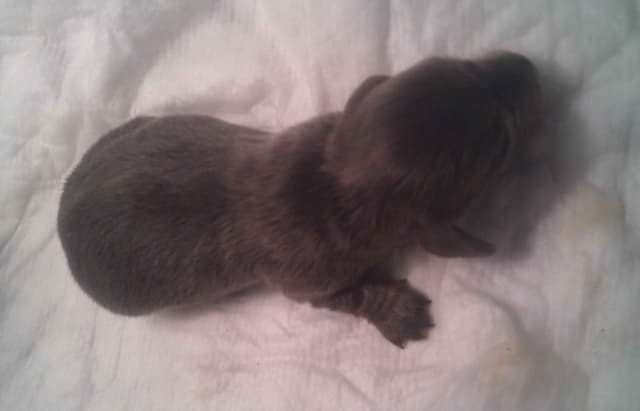 Dachshund Puppies LONG HAIR small standards media 17