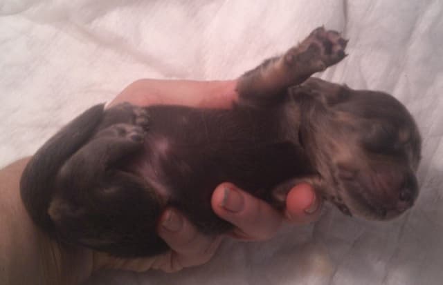 Dachshund Puppies LONG HAIR small standards media 18
