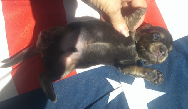 Dachshund Puppies LONG HAIR small standards media 15