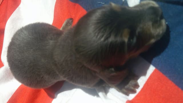 Dachshund Puppies LONG HAIR small standards media 14