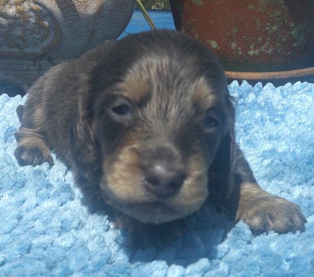 Dachshund Puppies Long Hair miniatures media 10