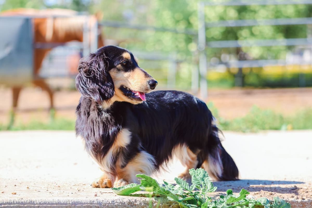 Dachshund Puppies breeder image 1