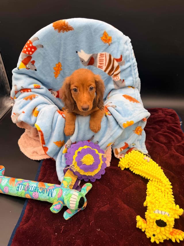 Dachshund Puppies media 3