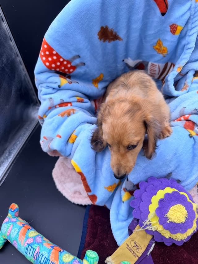 Dachshund Puppies media 5