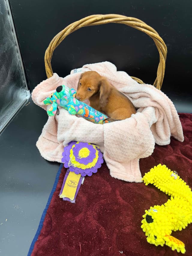Dachshund Puppies media 2