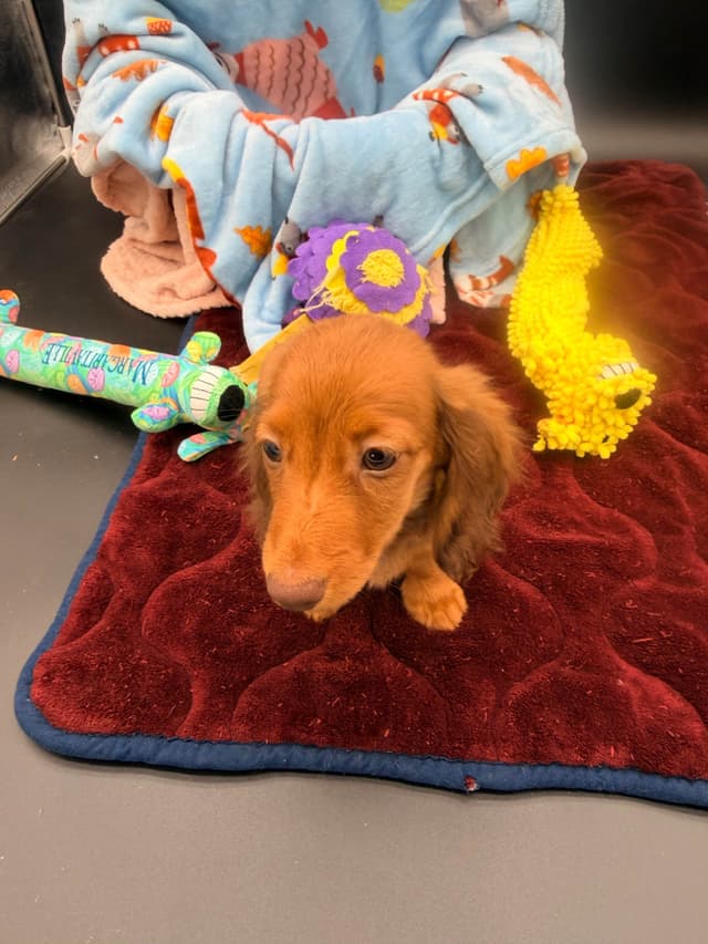 Dachshund Puppies media 4