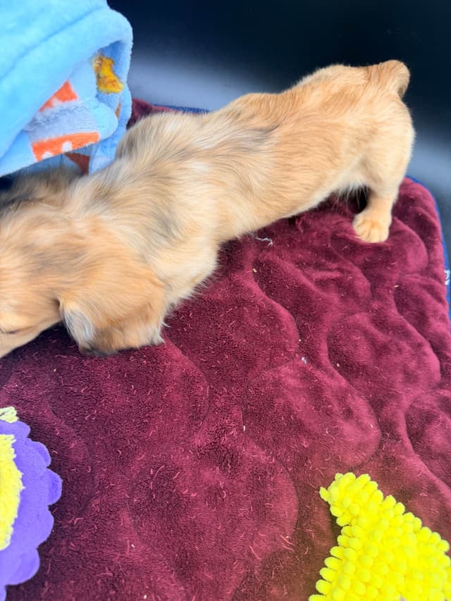 Dachshund Puppies media 6