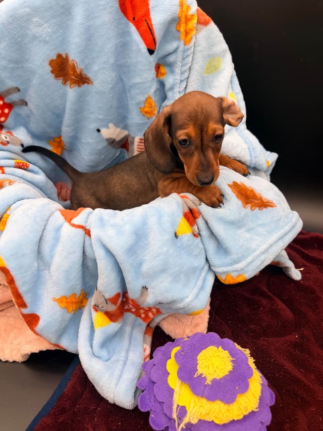 Dachshund Puppies media 3