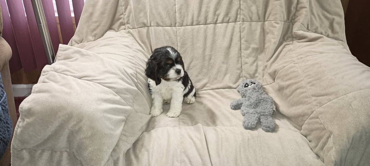 Cocker Spaniel Puppies breeder image 1