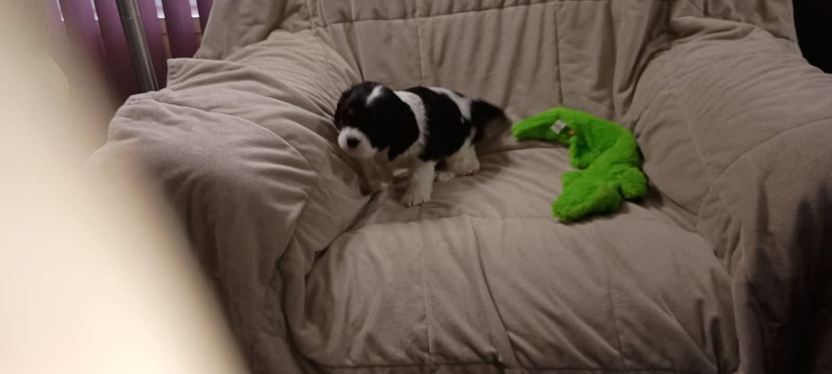 Cocker Spaniel Puppies breeder image 2