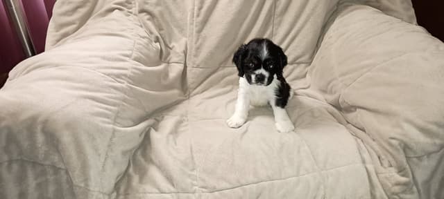 Cocker Spaniel Puppies media 3