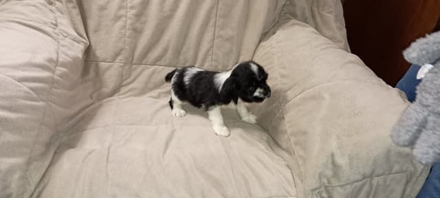 Cocker Spaniel Puppies media 4