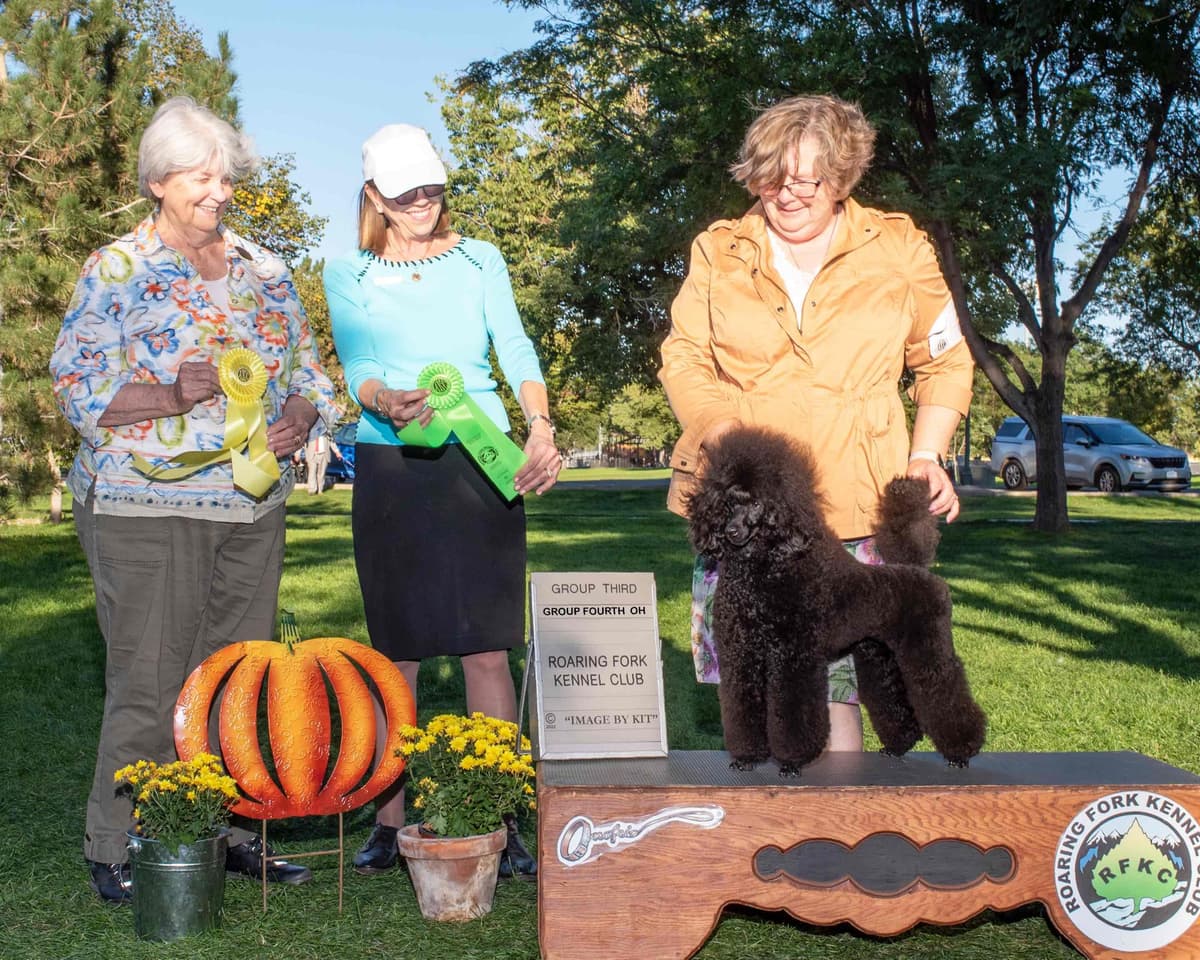 Poodle Puppies breeder image 1