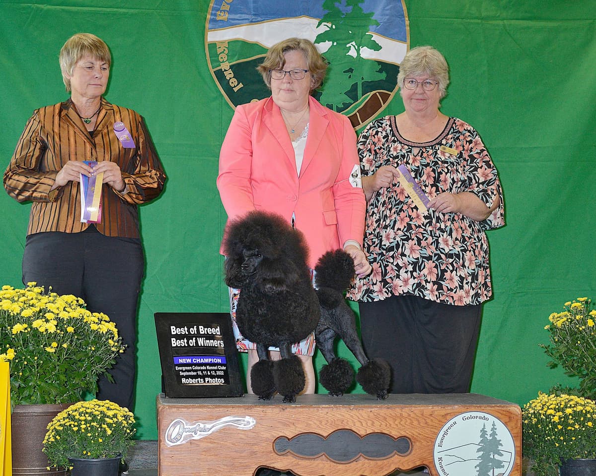 Poodle Puppies breeder image 2