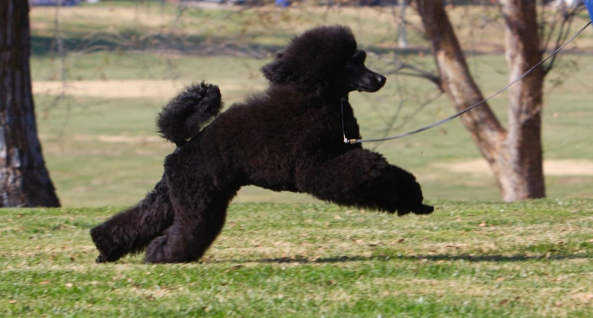 Poodle Puppies breeder image 5