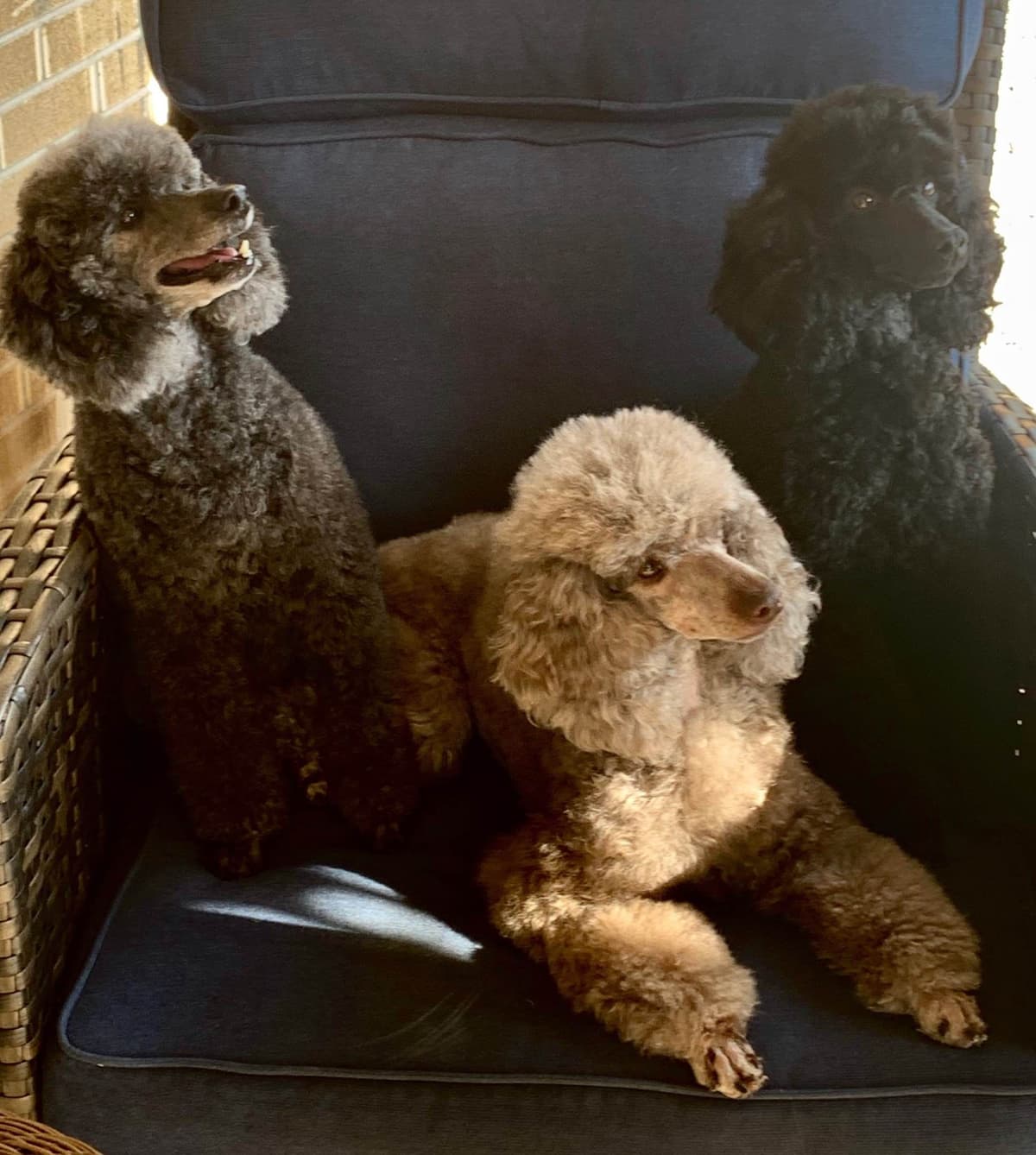 Poodle Puppies breeder image 6