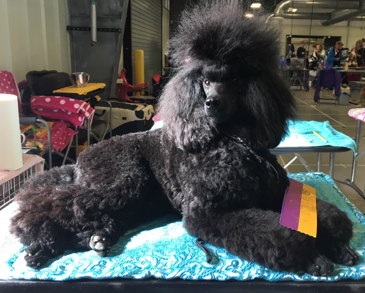 Poodle Puppies breeder image 7