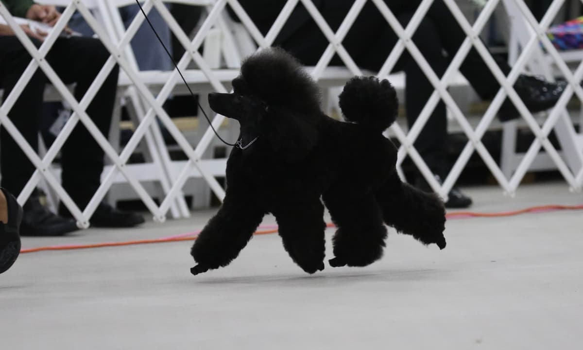 Poodle Puppies breeder image 9