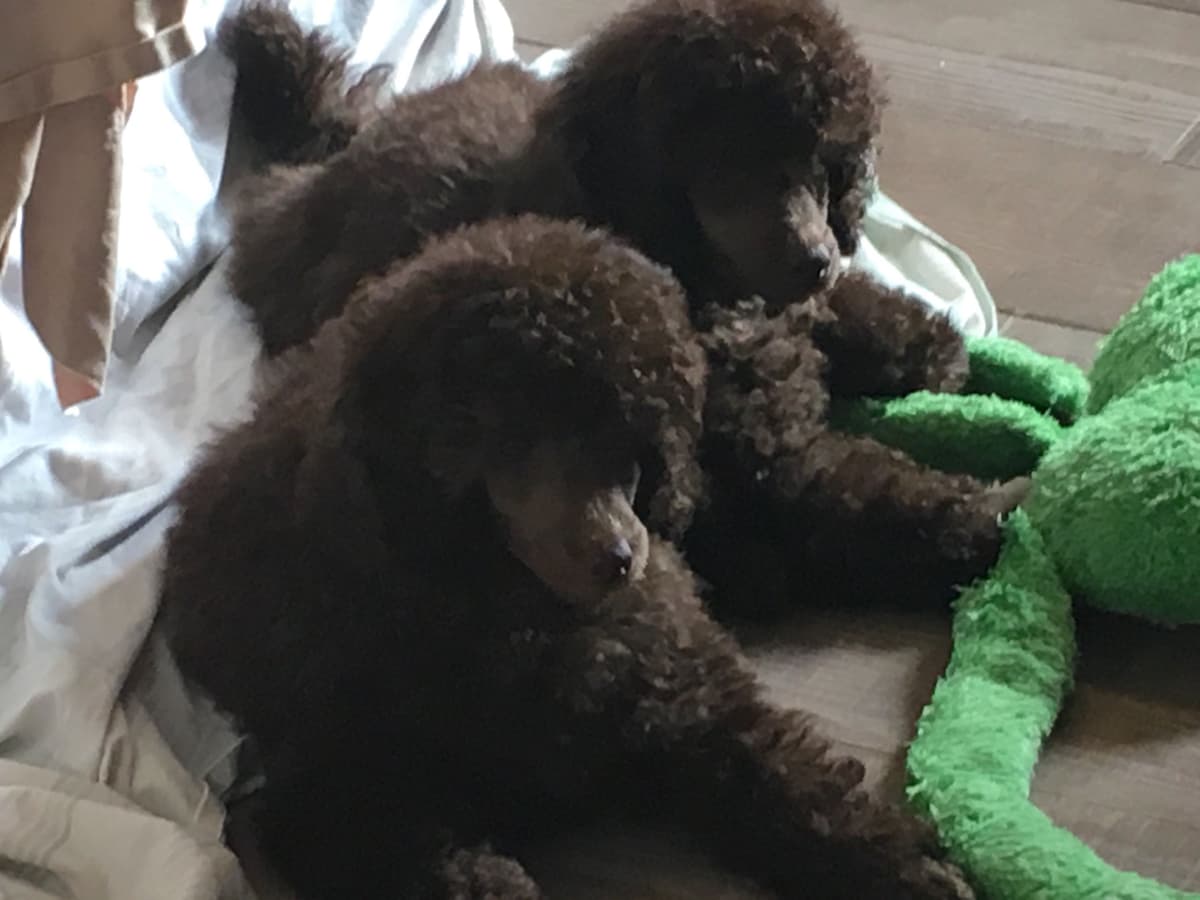 Poodle Puppies breeder image 10