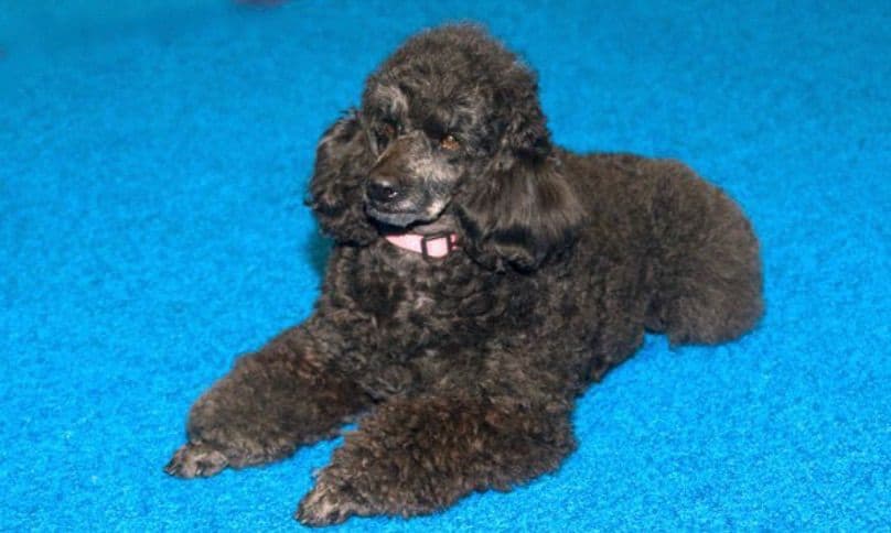 Poodle Puppies breeder image 13
