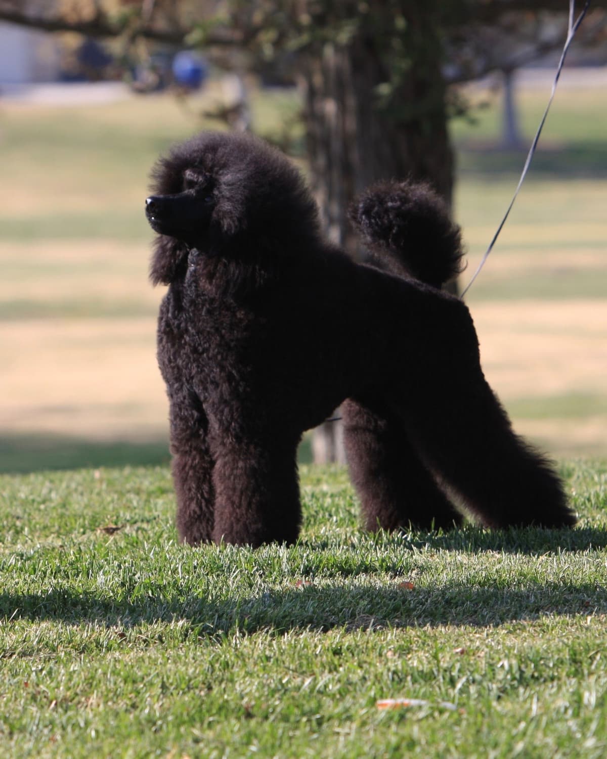 Poodle Puppies breeder image 14