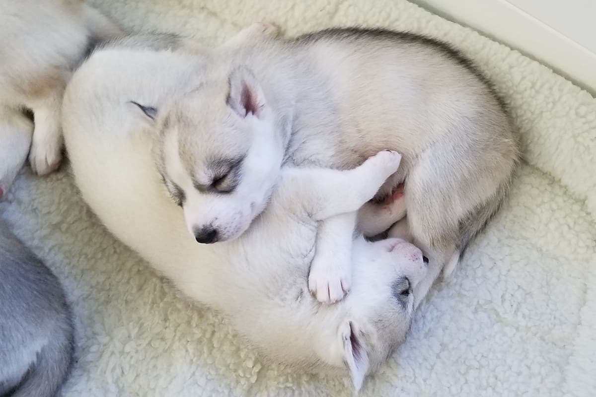 Siberian Husky Puppies breeder image 1